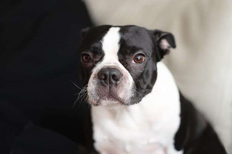 The Boston Terrier: A Comprehensive Guide to America&lsquo;s Beloved Gentleman Canine