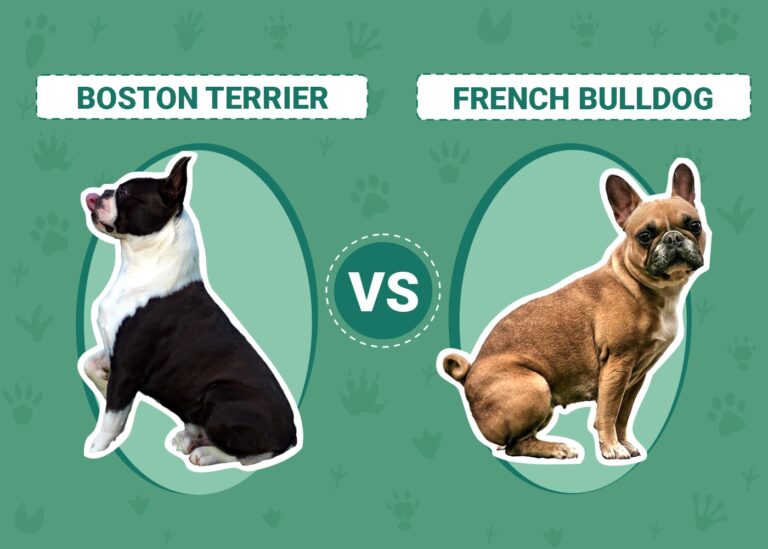 Boston Terrier vs French Bulldog: A Comprehensive Comparison for Dog Lovers