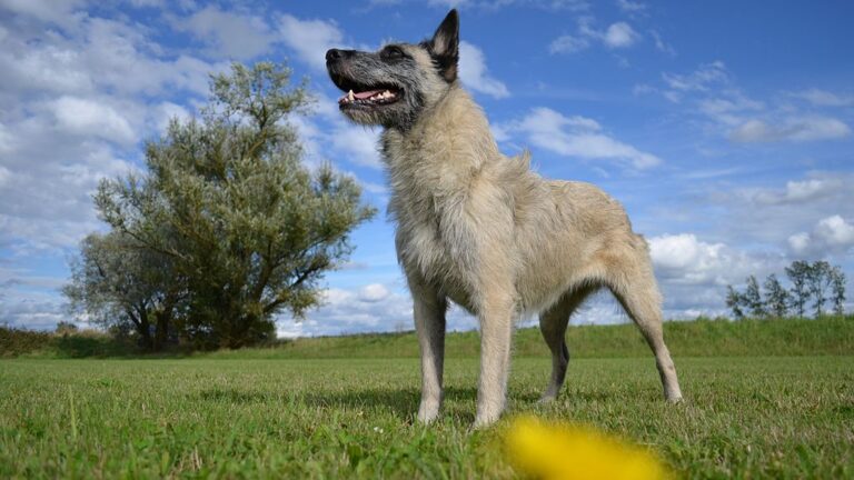 The Bouvier des Ardennes: Rare Herding Breed with a Heart of Gold