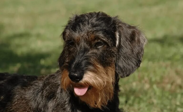 The Bowzer Dog Breed: A Comprehensive Guide for Dog Lovers