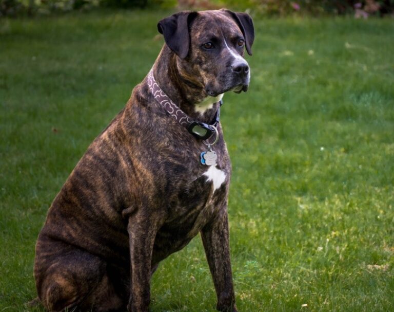 The Boxador: An Intelligent, High-Energy Family Dog