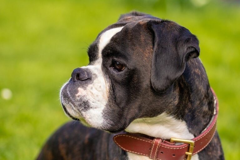 Boxer Dog Breeds & Colors: A Comprehensive Guide