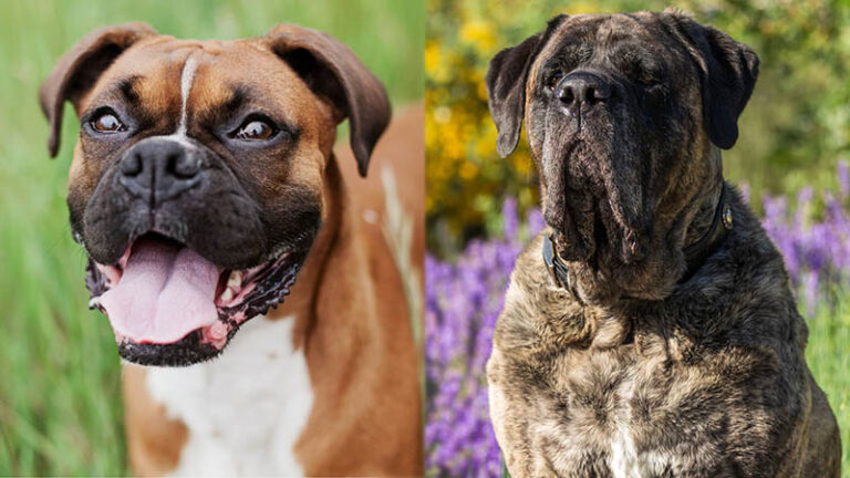 The Brave, Brawny, and Big-Hearted Boxer Mastiff: Your Ultimate Guide
