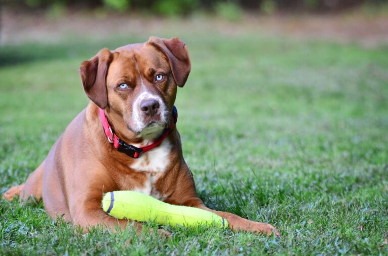 20 Popular Boxer Mixes (With Pictures)