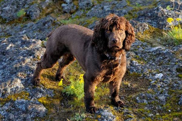 The Boykin Spaniel: South Carolina&lsquo;s Little Brown Dog Makes a Big Impression