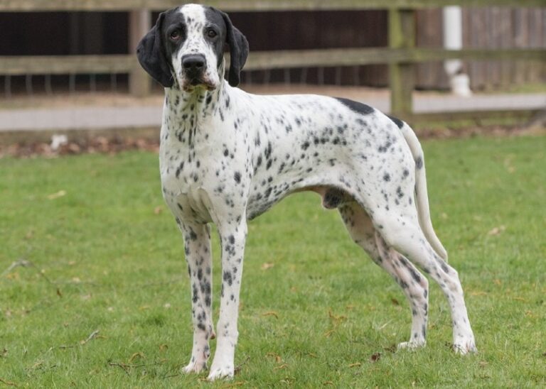 Braque d&lsquo;Auvergne: The Rare and Talented French Pointing Breed