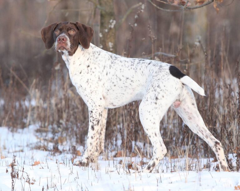 The Braque Francais: A Rare and Remarkable French Hunting Dog