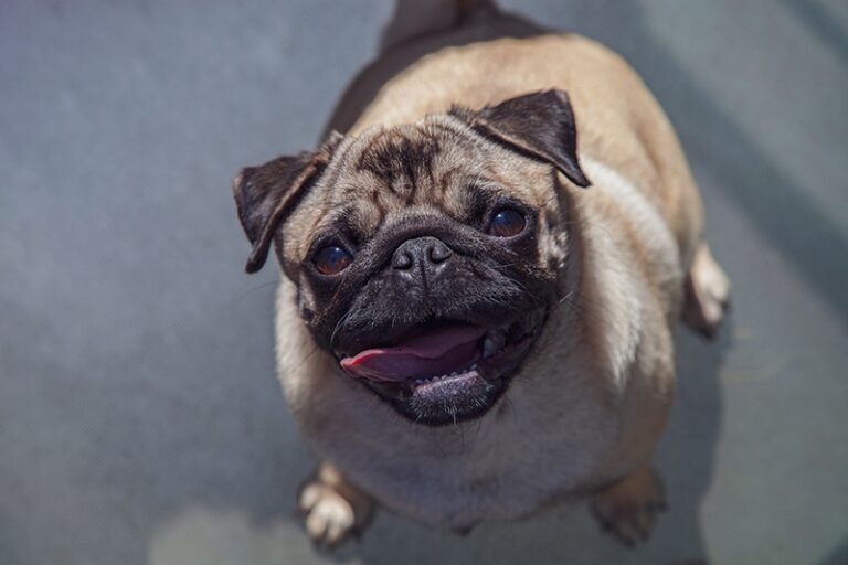 12 Dog Breeds That Look Like Pugs