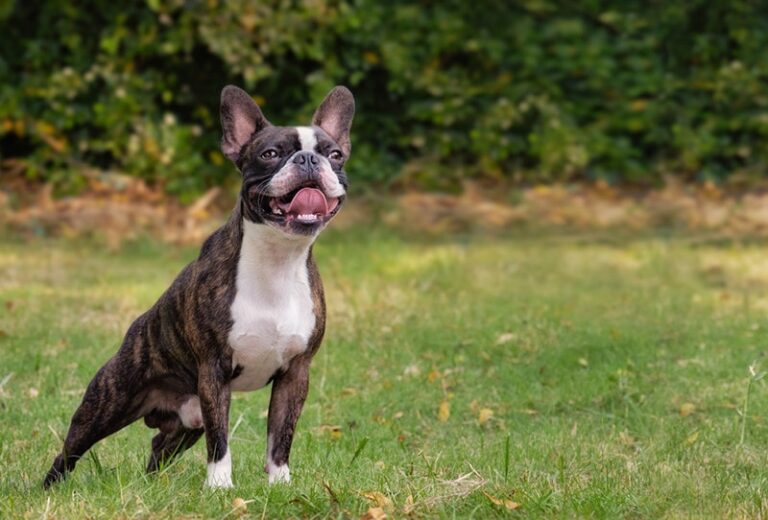Brindle Boston Terrier: Facts, Origin & History (with Pictures)