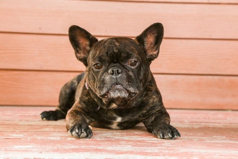 The Beguiling Brindle French Bulldog: A Dog Lover&lsquo;s Complete Guide