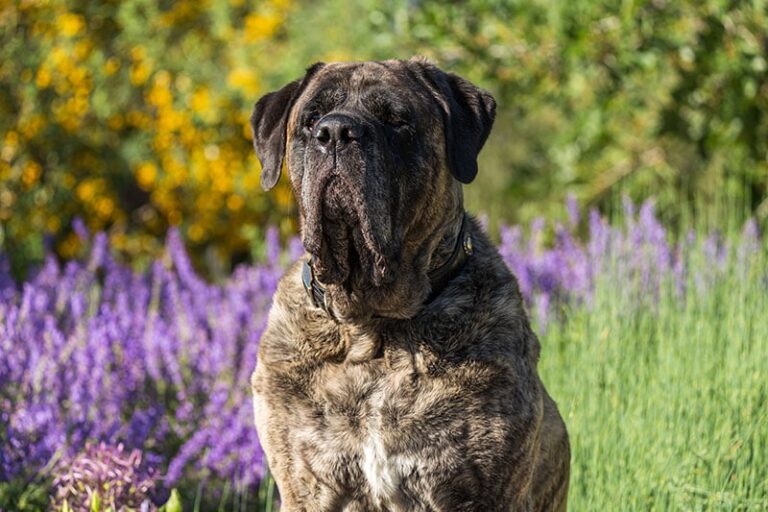 Brindle Mastiff: Facts, History & Origin (With Pictures)