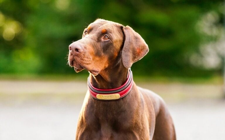 Brown Doberman Pinschers: Rare Beauties with Brains and Brawn