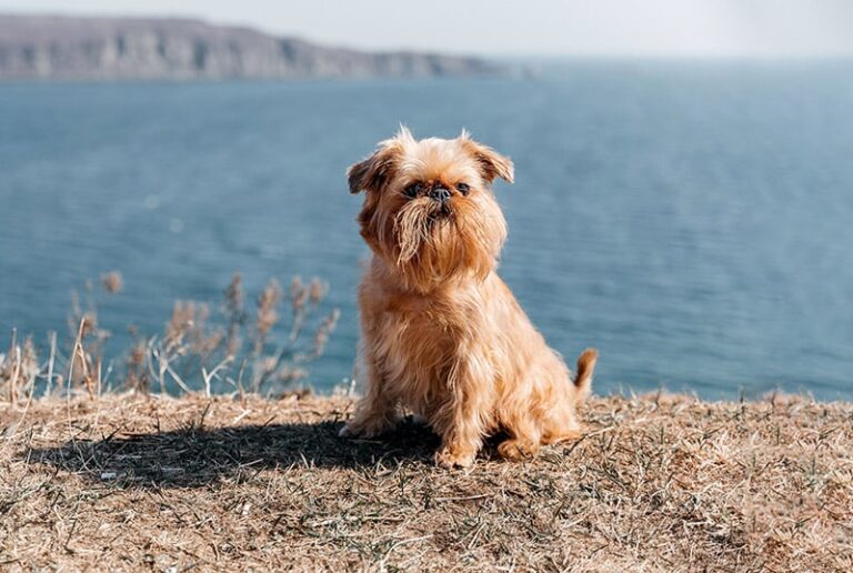 Brussels Griffon: Dog Breed Info, Pictures, Care, Traits & More