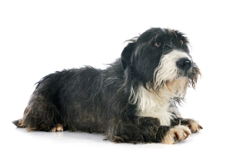 Brussels Griffon Mixes: Lively Little Charmers with Distinct Personalities