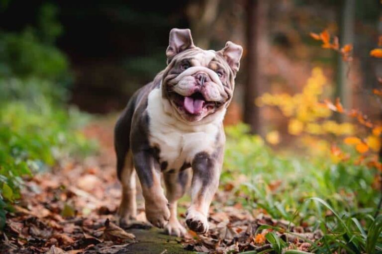 Bulldogs: Gentle Giants with Hearts of Gold