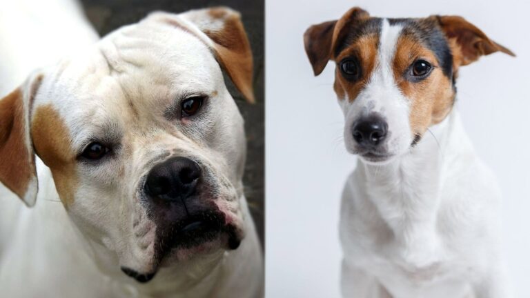The Bull Jack: A Comprehensive Guide for Dog Lovers
