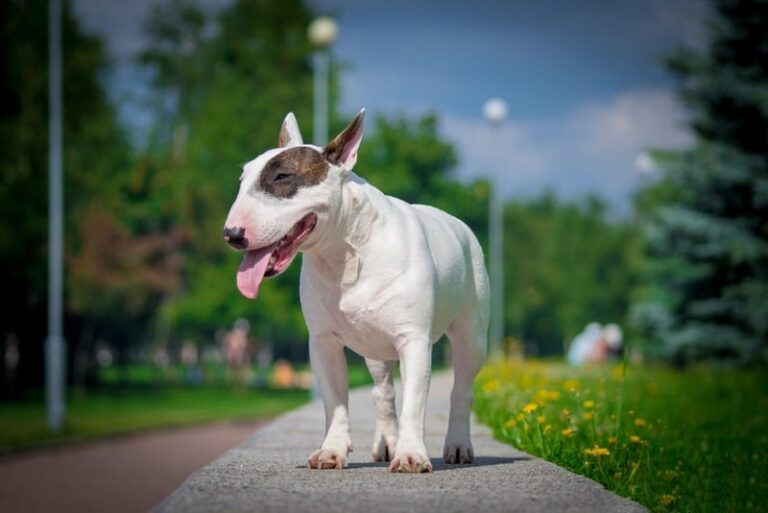 Bull Terrier: The Unique and Entertaining Companion