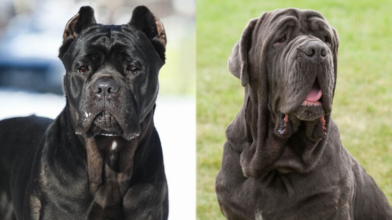 Cane Corso Neapolitan Mastiff Mix: A Comprehensive Guide to This Rare & Imposing Breed