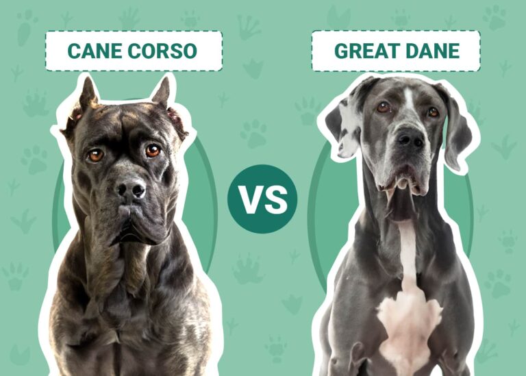 Cane Corso vs Great Dane: The Differences (With Pictures)
