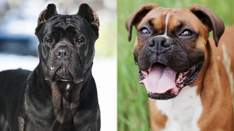 Cane Corxer Mixed Dog Breed Guide: Pictures, Traits, Care, & More