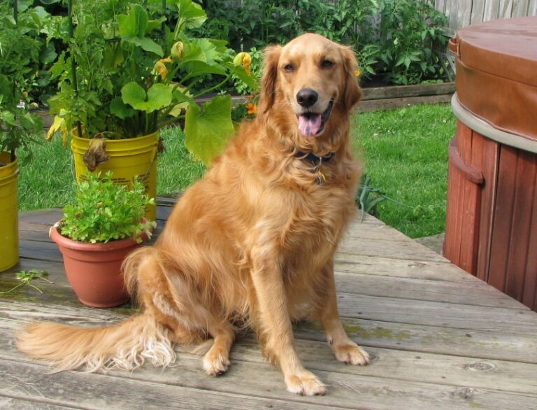 Can Golden Retrievers Be Aggressive? An In-Depth Look