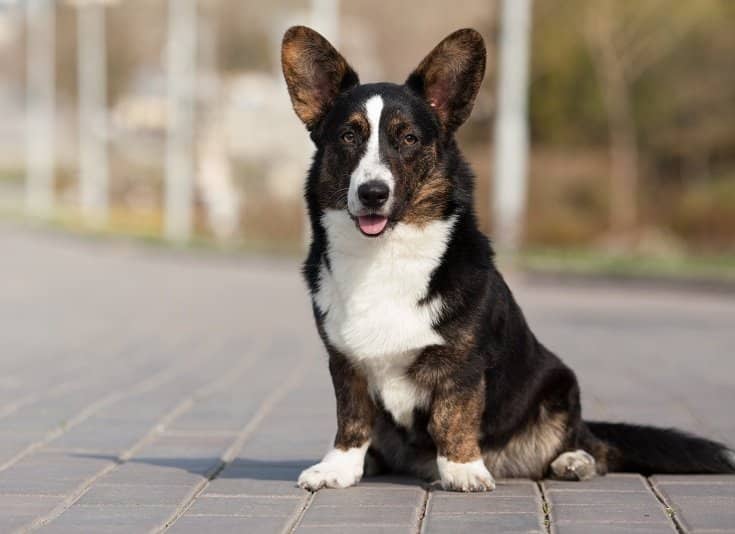 The Captivating Cardigan Welsh Corgi: A Complete Guide for Dog Lovers