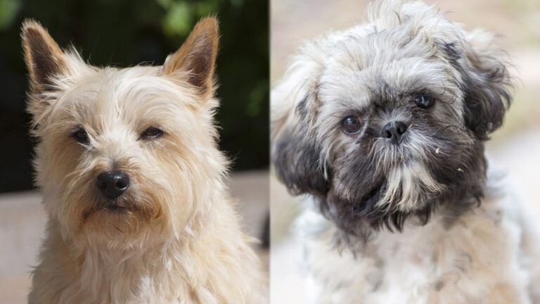 The Care Tzu: A Complete Guide to the Captivating Cairn Terrier-Shih Tzu Mix