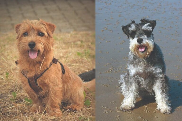 The Carnauzer: A Complete Guide to the Charming Schnauzer-Cairn Terrier Mix