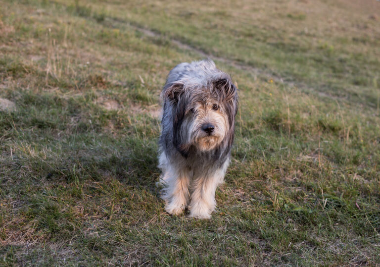 The Carpathian Sheepdog: Romania&lsquo;s Fearless Guardian of the Mountains
