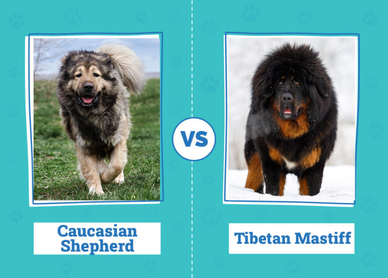 Caucasian Shepherd vs Tibetan Mastiff: A Comprehensive Comparison