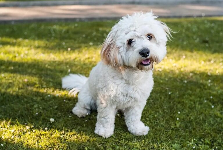 Cavachon Dog Breed: Info, Pictures, Facts, & Traits