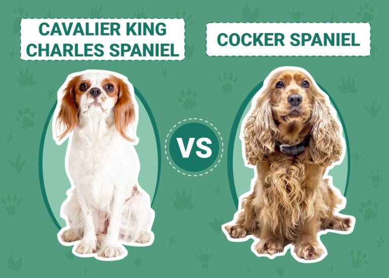 Cavalier King Charles Spaniel vs Cocker Spaniel: Key Differences (With Pictures)