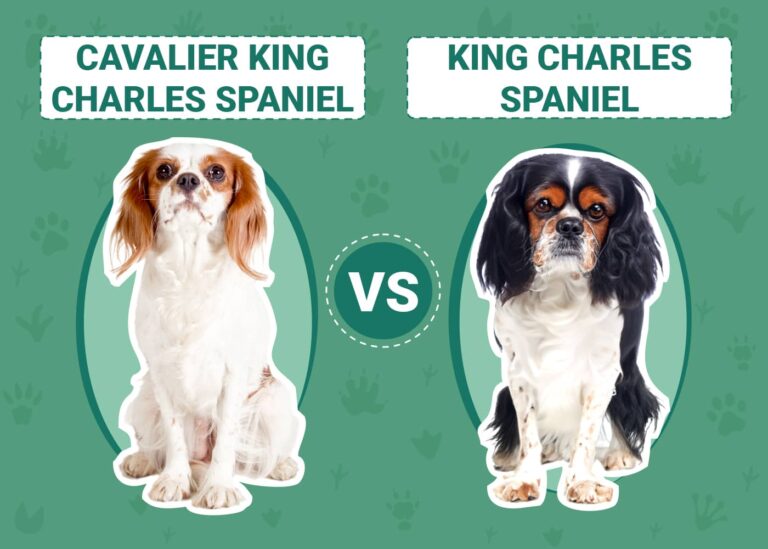 Cavalier King Charles Spaniel vs. King Charles Spaniel: Comparing Royal Spaniels