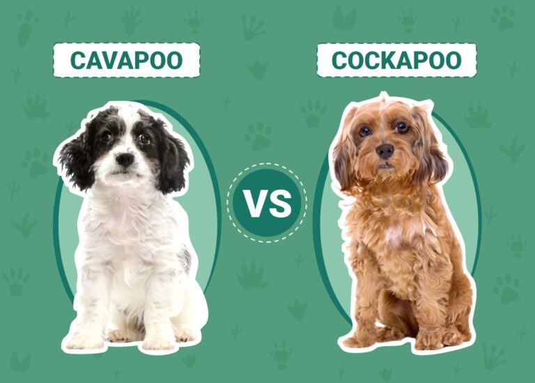 Cavapoo vs Cockapoo: An In-Depth Comparison for Dog Lovers