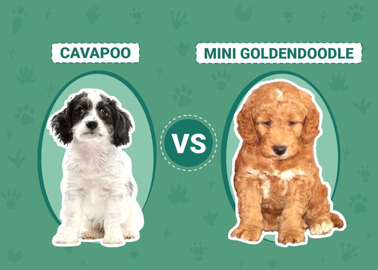 Cavapoo vs Mini Goldendoodle: A Dog Lover&lsquo;s Guide to Choosing the Perfect Poodle Mix
