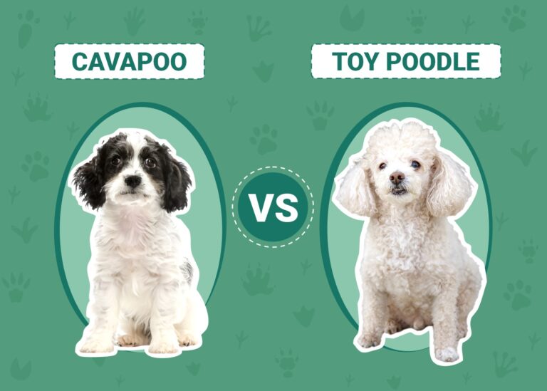Cavapoos vs Toy Poodles: An In-Depth Comparison for Dog Lovers