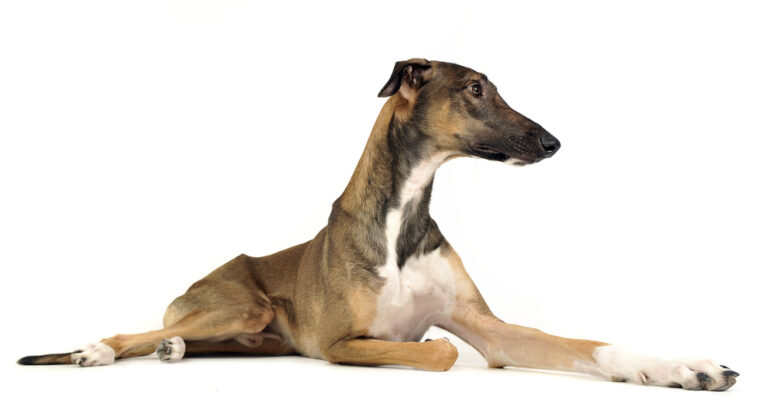 The Magnificent Chart Polski: A Comprehensive Guide to Poland&lsquo;s Regal Sighthound