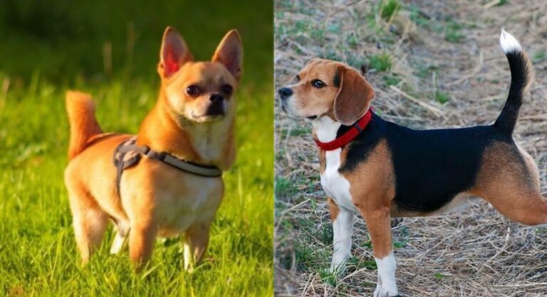 The Complete Guide to Caring for Your Cheagle Puppy