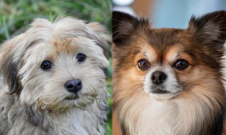 The Charming Cheenese: A Comprehensive Guide for Dog Lovers