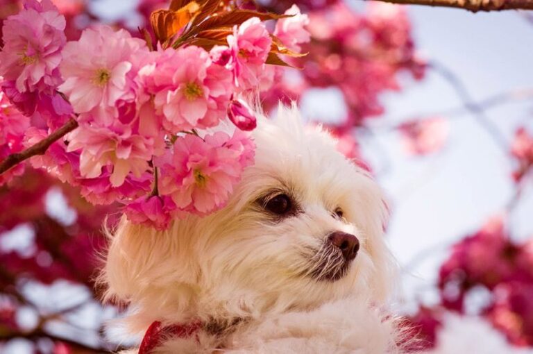 Chi Apso (Chihuahua & Lhasa Apso Mix): Pictures, Guide, Info, Care & More