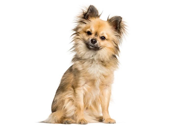 Discovering the Delightful Chi Chi Dog: A Comprehensive Guide