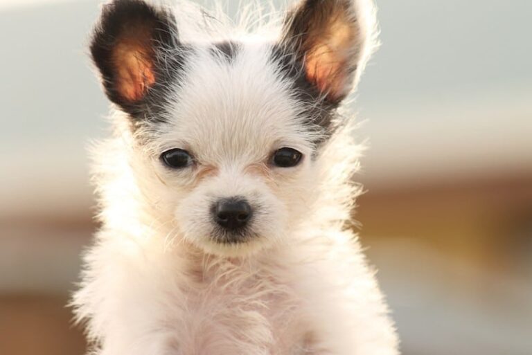 The Charming Chi Chon: A Comprehensive Guide to the Chihuahua-Bichon Frise Mix