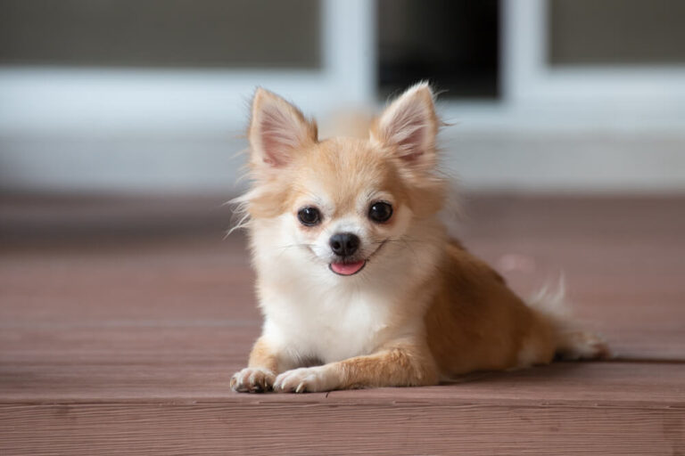 Chihuahua: The Ultimate Guide to this Tiny but Mighty Breed