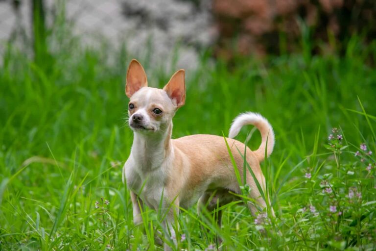 10 Surprising Facts About Chihuahuas