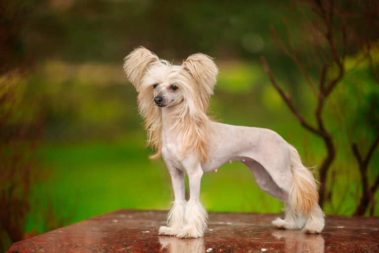 The Chinese Crested: A Comprehensive Guide to a Unique and Enchanting Companion
