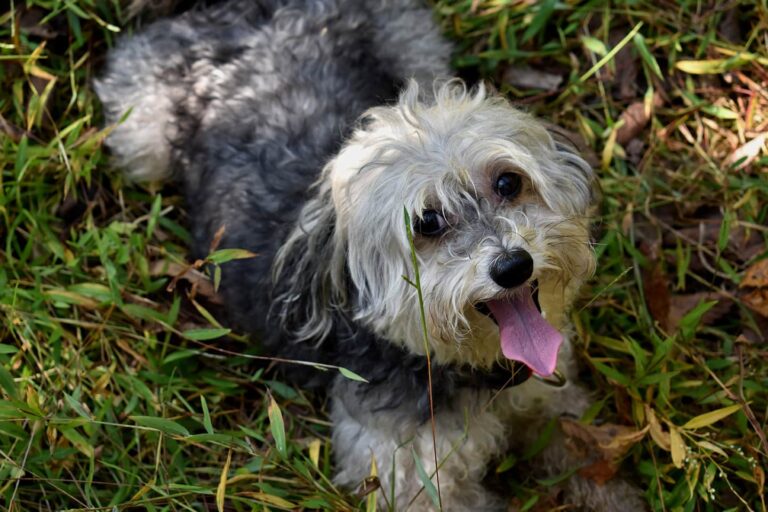 Chinese Crestepoo (Chinese Crested & Poodle Mix): The Ultimate Guide