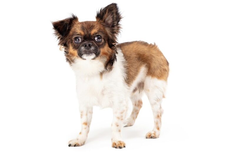 Everything You Need to Know About the Adorable Chion Dog Breed