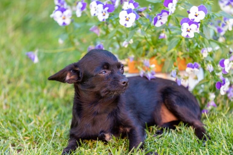 The Charming Chi-Poo: A Dog Lover&lsquo;s Guide to the Chihuahua Poodle Mix