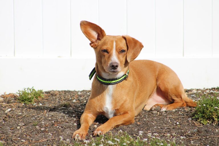 Chiweenie (Chihuahua & Dachshund Mix): Guide, Info, Pictures, Care & More!