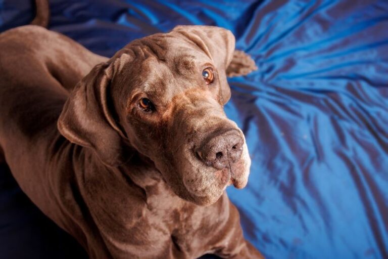 Chocolate Great Danes: Gentle Giants with a Rare and Beautiful Hue